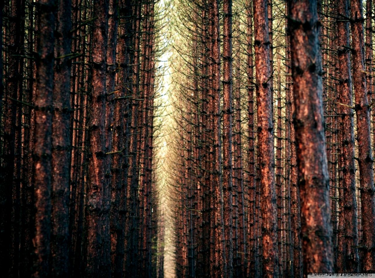 Dark Forest Autumn HD desktop wallpaper Widescreen High Dark Forest Autumn HD desktop wallpaper Widescreen High