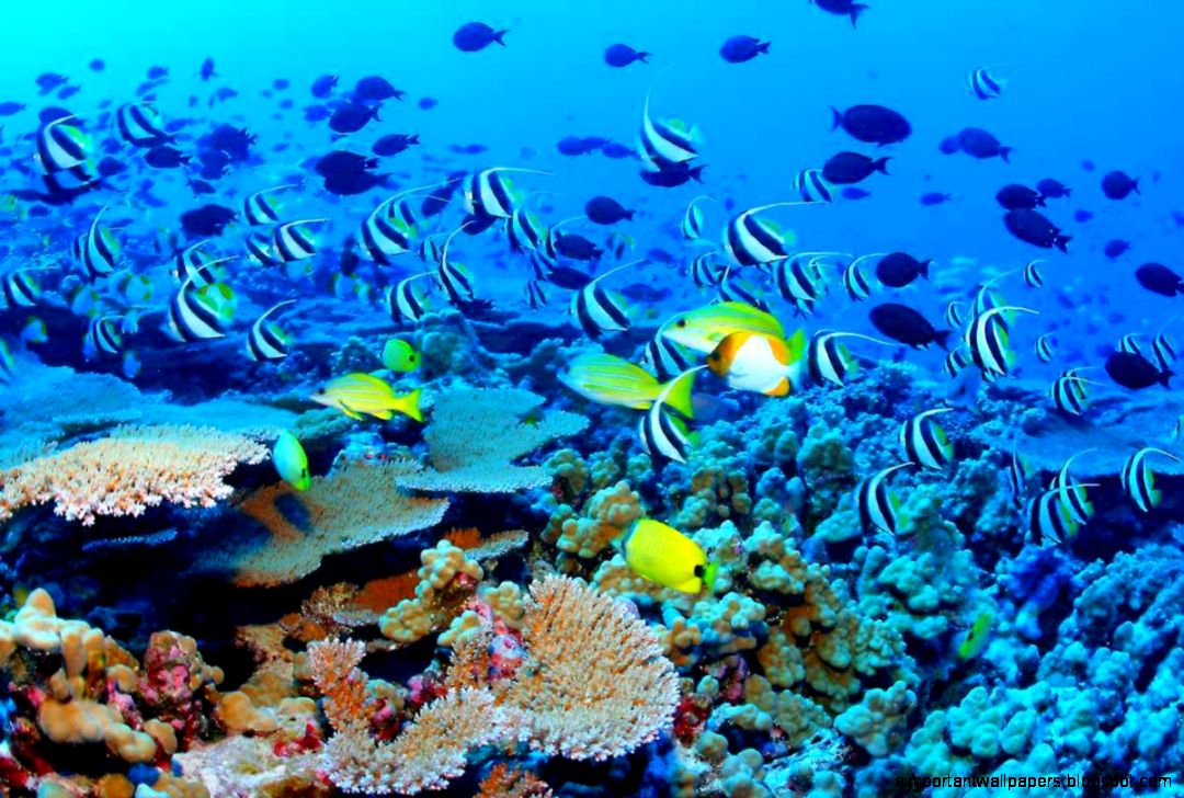 Great Barrier Reef Wallpaper Great Barrier Reef Wallpaper