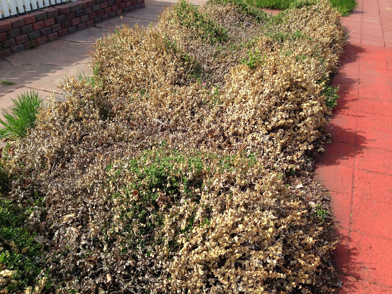 Digital Hortorium Plant Photos