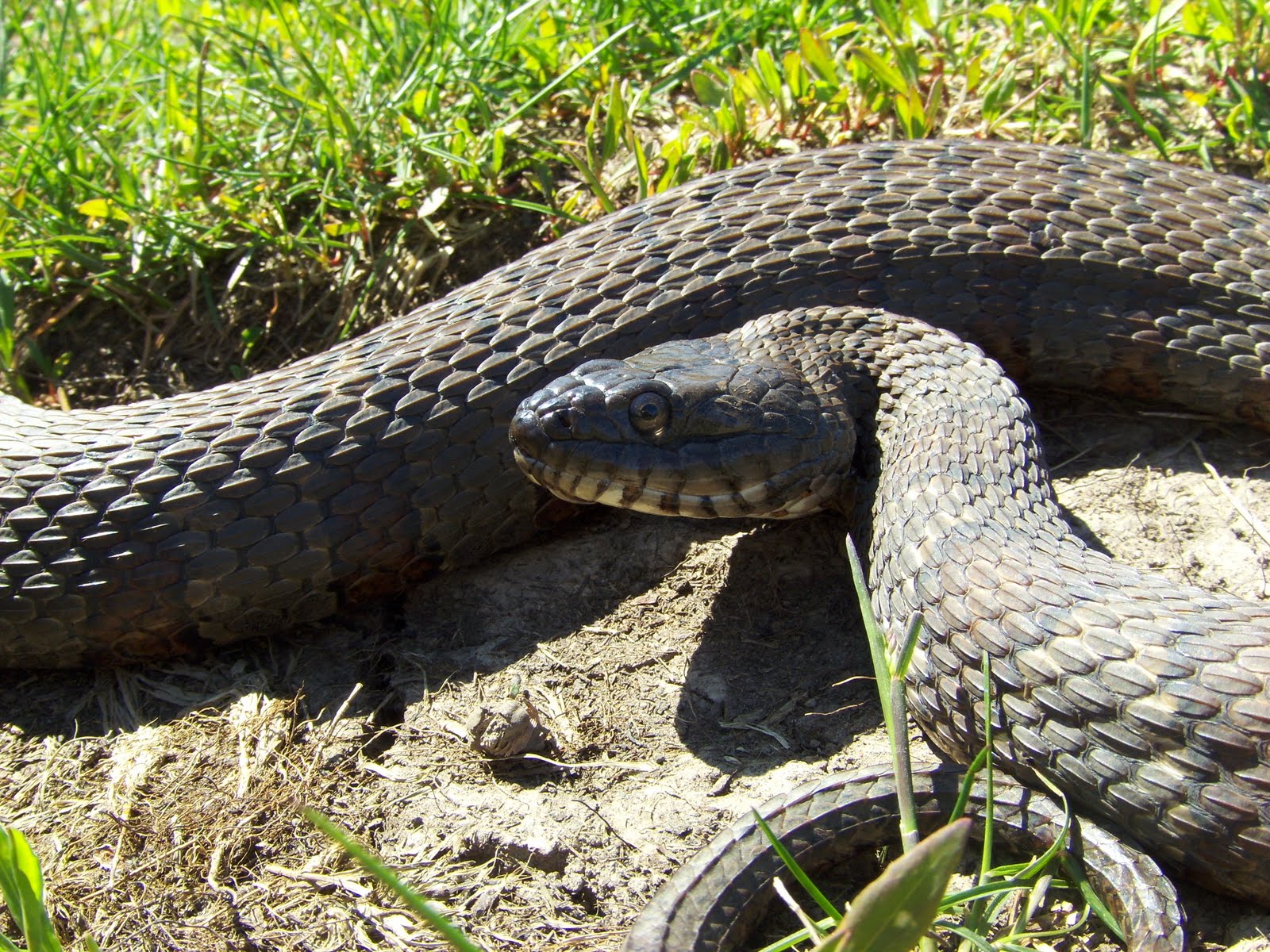 Iowa Reptiles: Water Snake on a cool day!