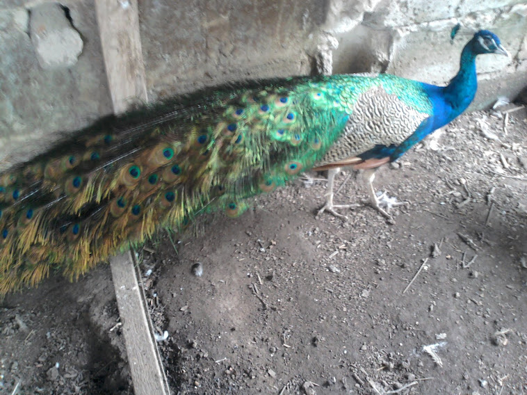 PEACOCK