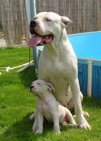 Dog Wallpapers Album: Dogo Argentino Dog Breed Pictures