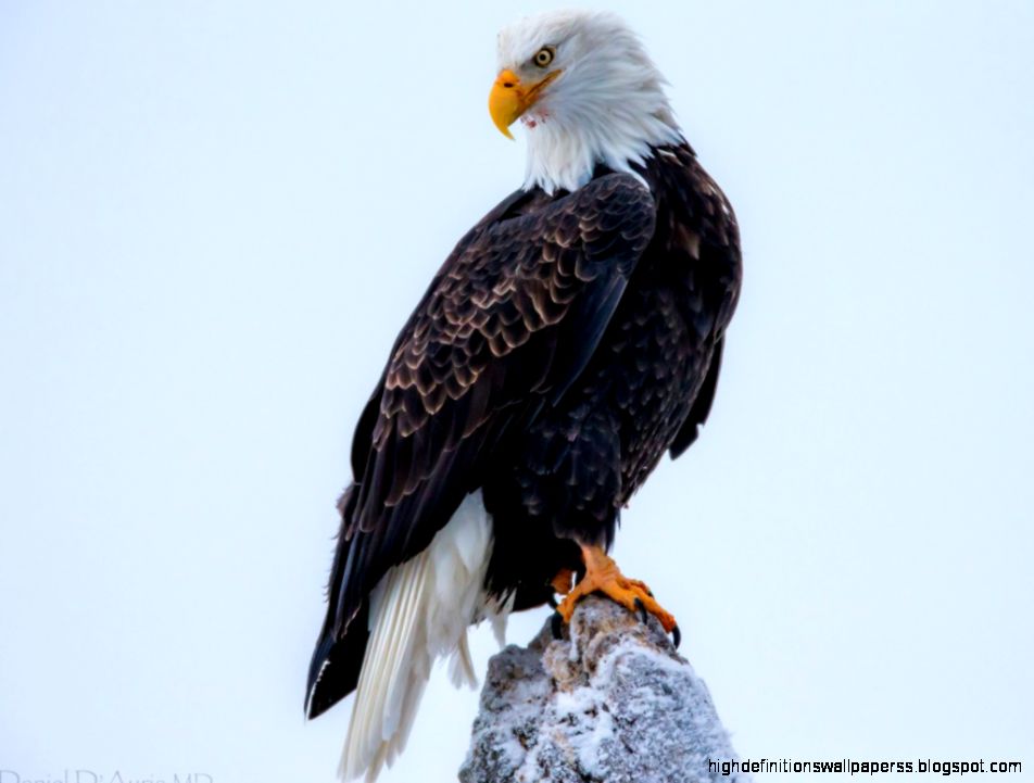 Bald Eagle HD Wallpapers Pictures Images Backgrounds Photos Bald Eagle HD Wallpapers Pictures Images Backgrounds Photos