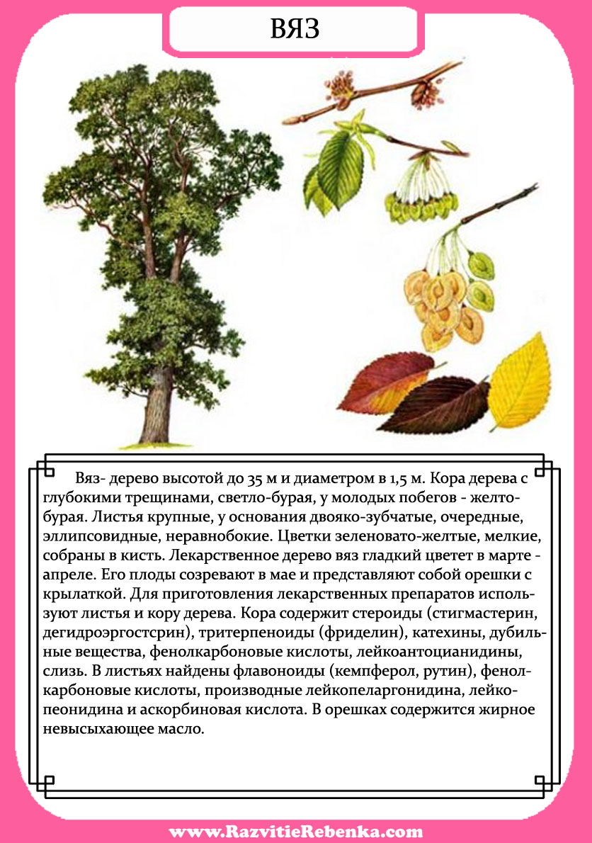 Вяз дерево описание для детей