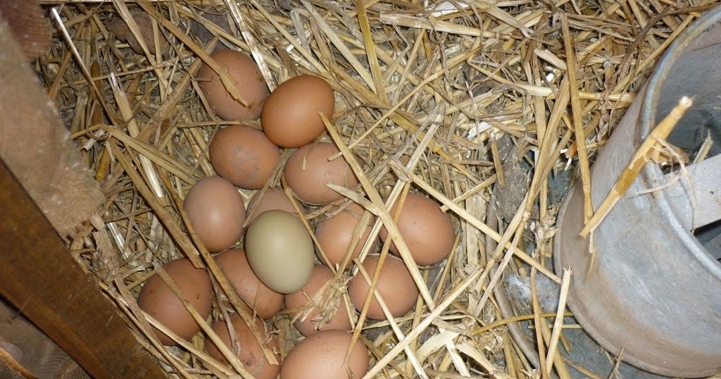 An English Homestead Wasted Eggs And Cleaning Out Chicken Coops