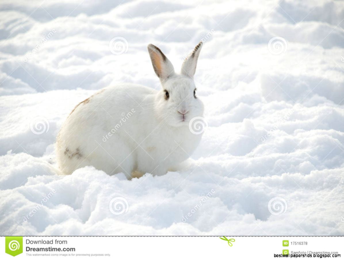 Snow White Rabbit Snow White Rabbit