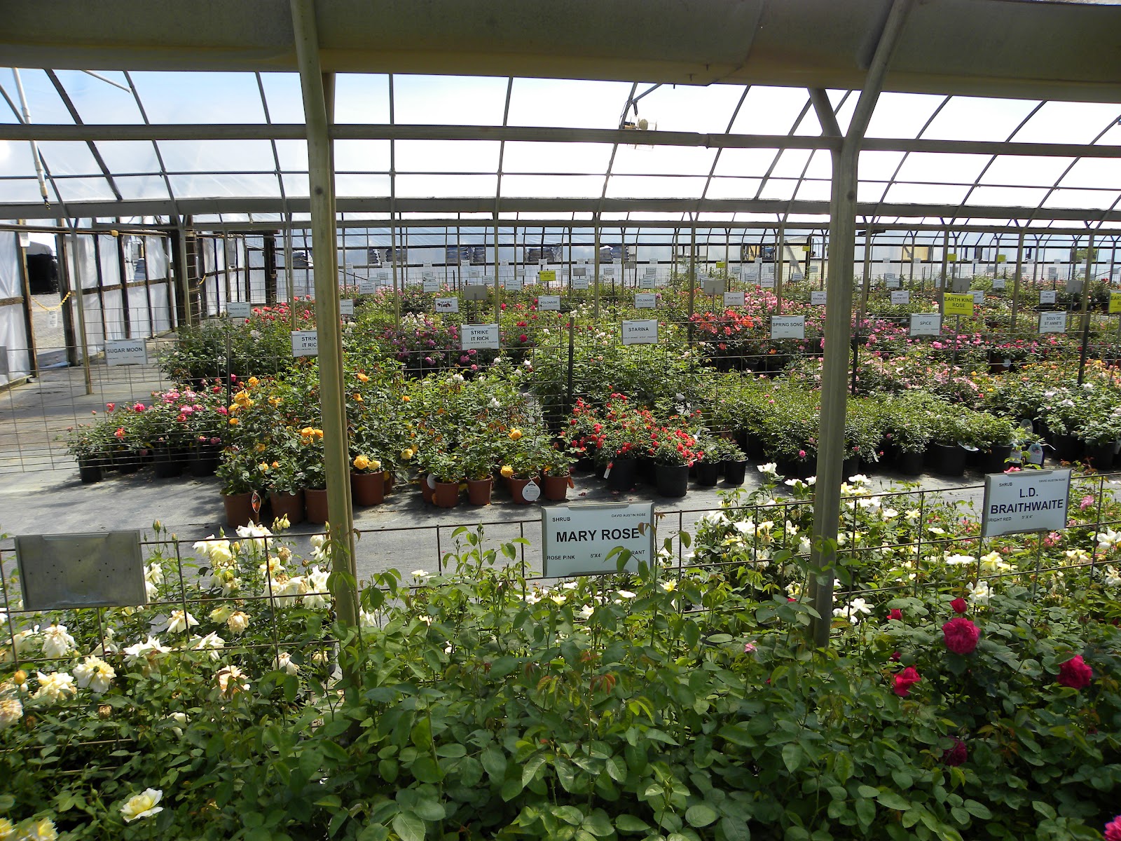 Red Dirt Roses Why Can't I Grow Roses?