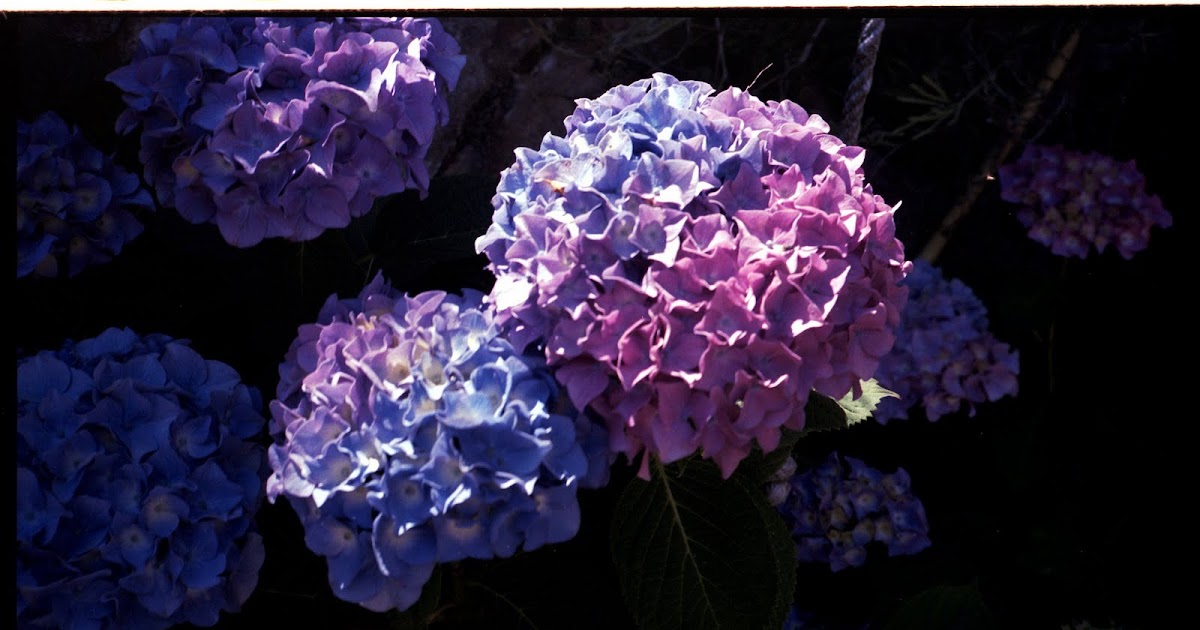 Hydrangea Macrophylla Verena Hortensia Hydrangea Hydrangea
