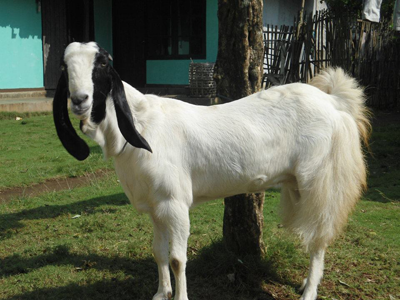 Ternak Kambing Fermentasi Jerami Pakan Penggemukan Ternak Kambing Fermentasi Jerami Pakan Penggemukan