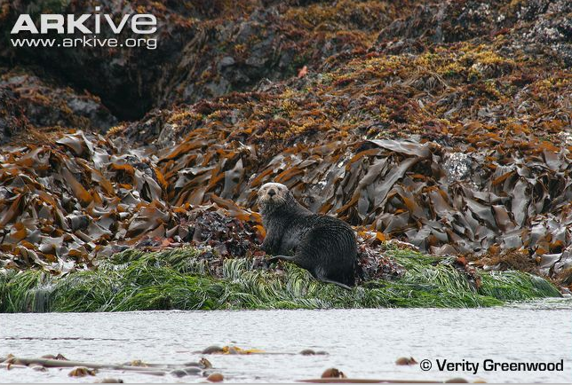 Let's Talk Primates: What is a keystone species?