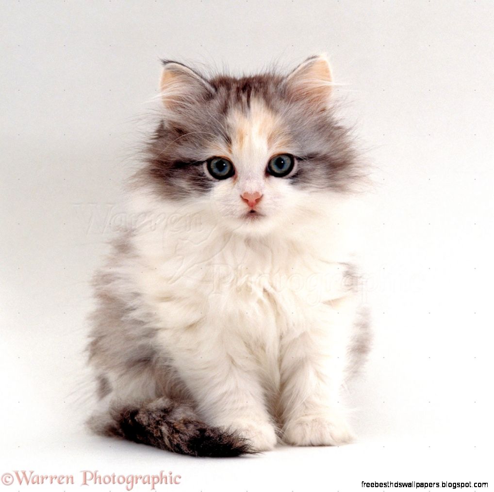 Cute White Fluffy Kittens Cute White Fluffy Kittens