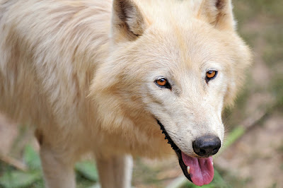 Arctic Wolf | The Life of Animals