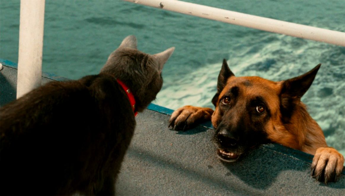 Funny Cats And Dogs Funny Cats vs Dogs Funny Animals