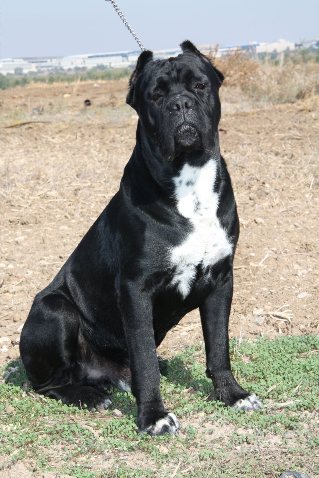 black pearl cane corso