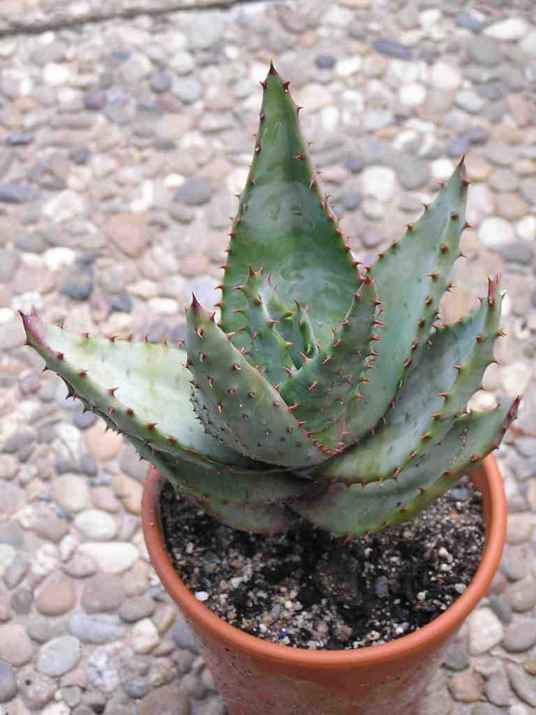 PlantWerkz Cape Aloe Aloe Ferox