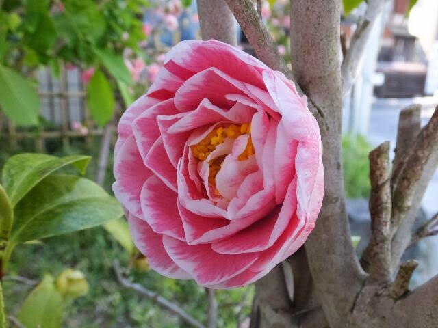 椿の花はヒカルゲンジ。 椿の花はヒカルゲンジ。
