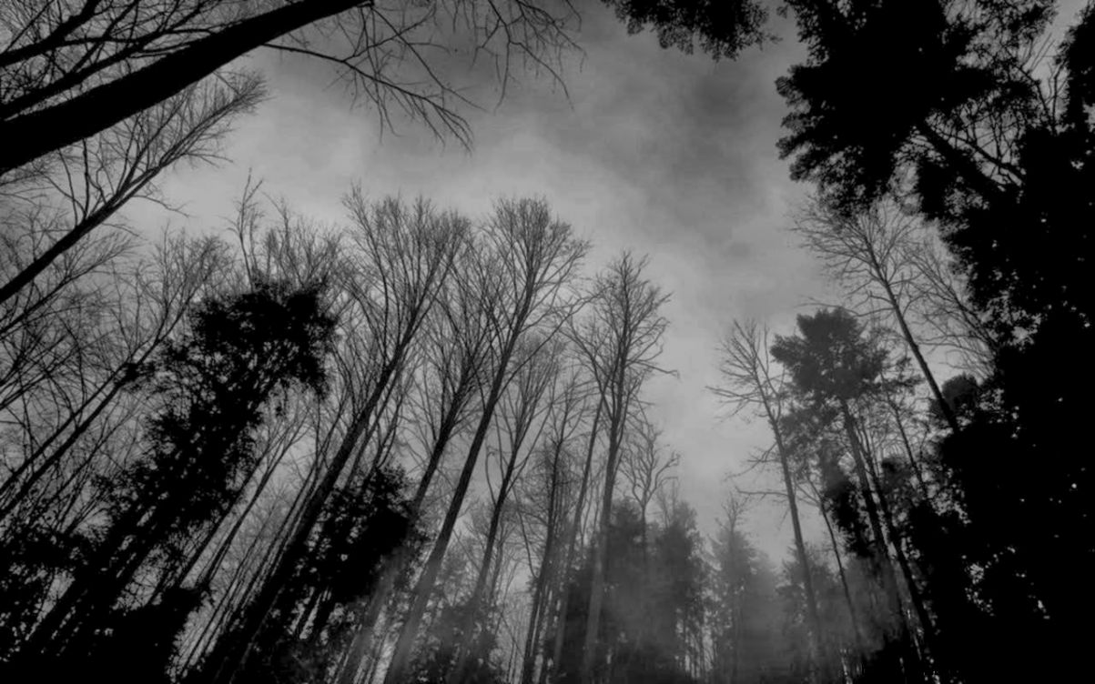 black and white forest black and white forest
