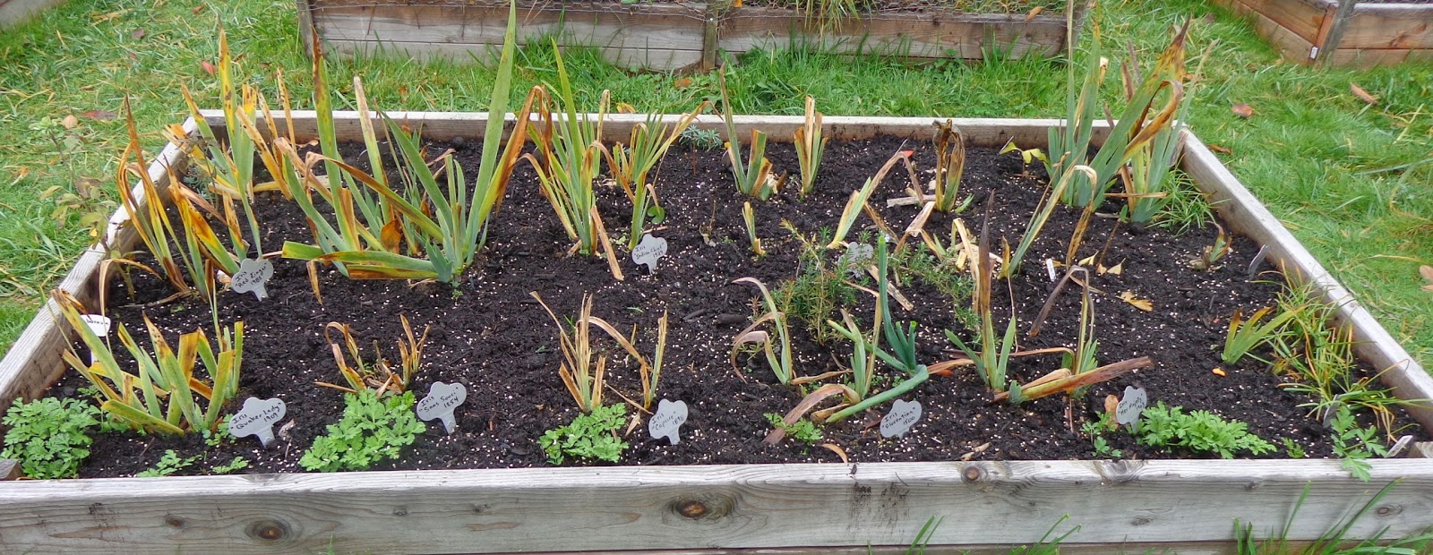 Growing Greener in the Pacific Northwest Bearded Iris Raised Beds