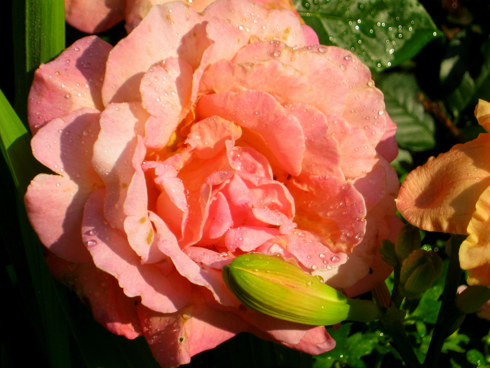 Lavender Garden Cottage: In My Garden...