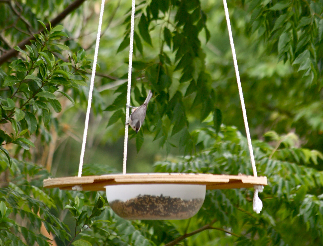 Innovative Florida Bird Feeder Phillip's Natural World