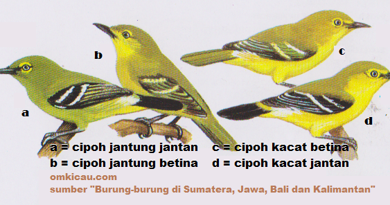 Burung Cipoh/Sirpo GerningBC