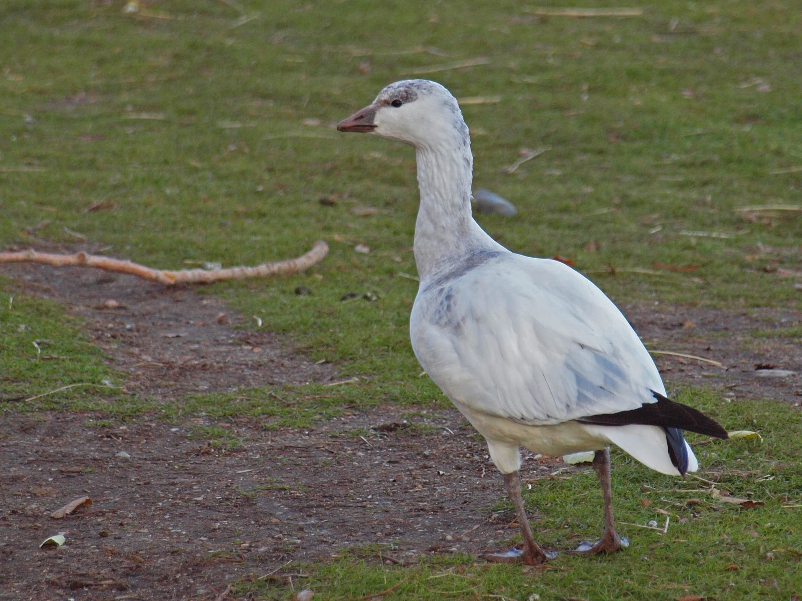 Birding Is Fun! Ross's vs. Snow Goose