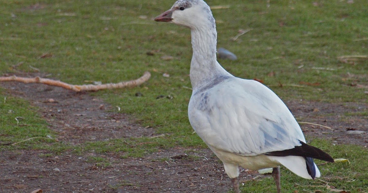 Birding Is Fun! Ross's vs. Snow Goose