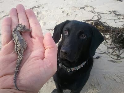 pascal quignard rencontre 2013