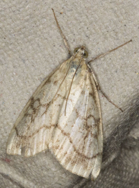 Evergestis pallidata.  Micromoth.  Moth morning on Sevenoaks Wildlife Reserve, led by Susanna Clerici.  14 August 2011.