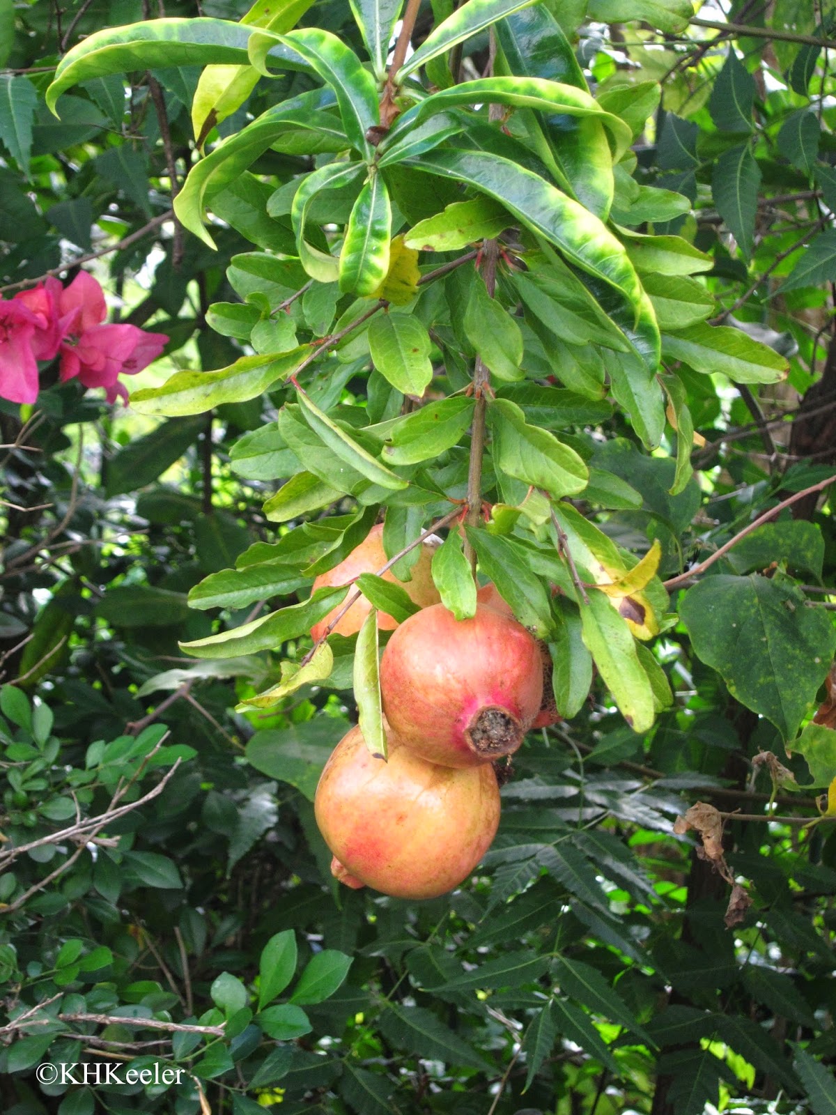 A Wandering Botanist Plant Story Pomegranates, Punica