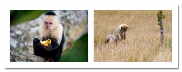 La puissance de suggestion du regard