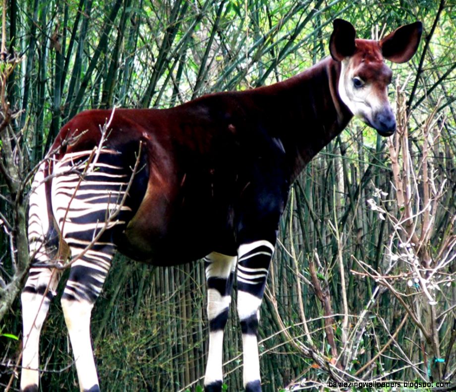 Outstanding Natural Beauty of World Heritage Sites in Africa it Outstanding Natural Beauty of World Heritage Sites in Africa it