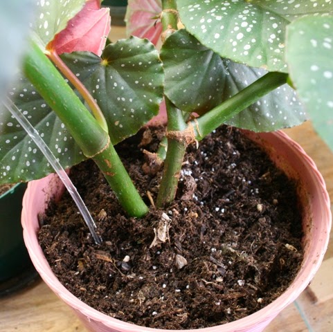 the flower bin controlling fungus gnats in houseplants the flower bin controlling fungus gnats in houseplants