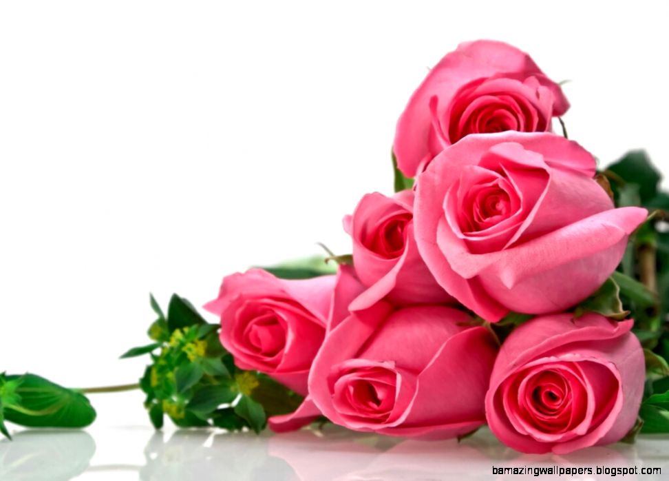 Beautiful Wallpapers Flowers Roses Beautiful Wallpapers Flowers Roses