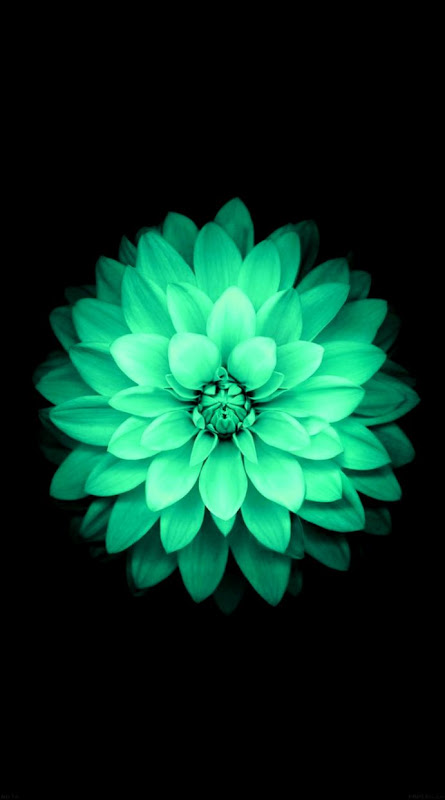 Beautiful Mint Green Wallpapers 48 Backgrounds Images Pictures Beautiful Mint Green Wallpapers 48 Backgrounds Images Pictures