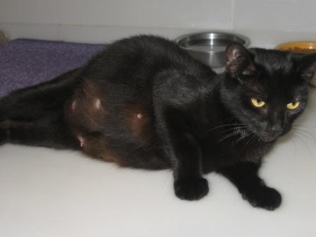 heavily pregnant cat