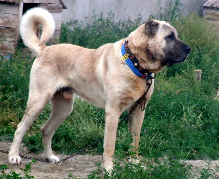 sivas kangal akbaş KANGAL SEVDALILARI