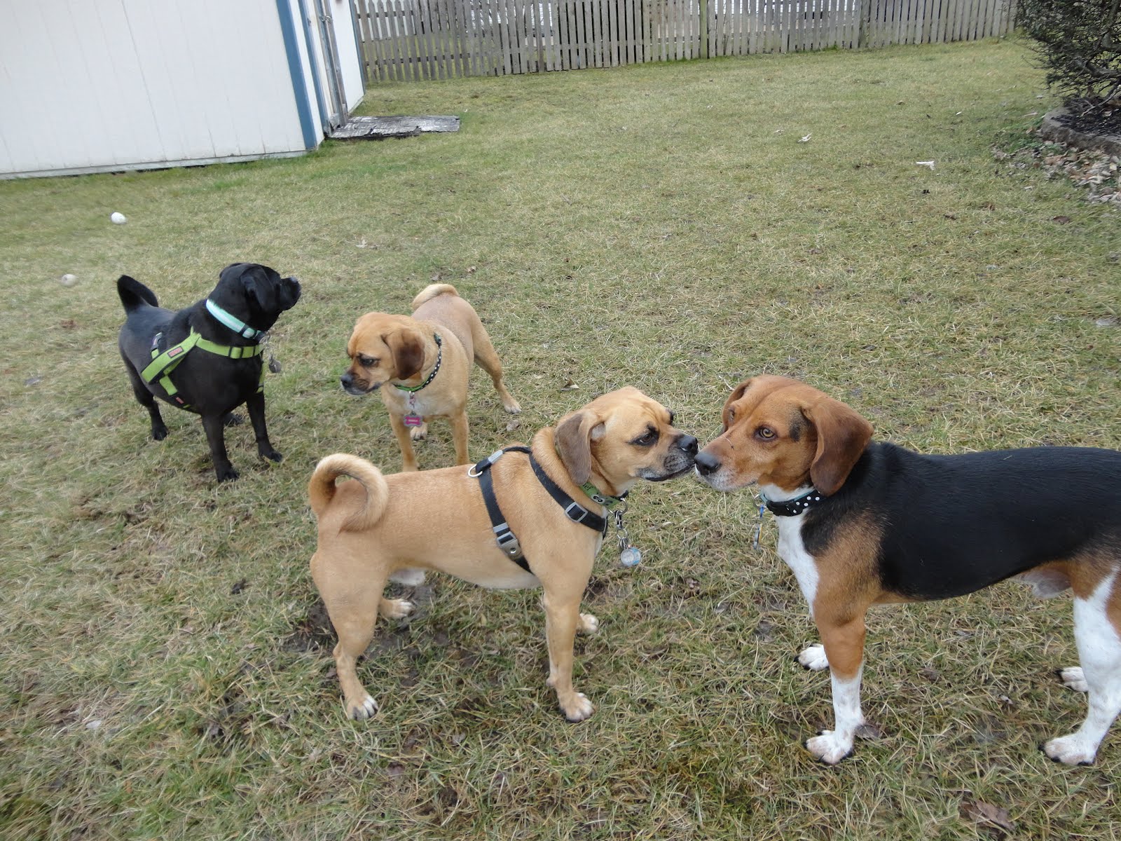 puggle play date! A Tail of 2 Puggles