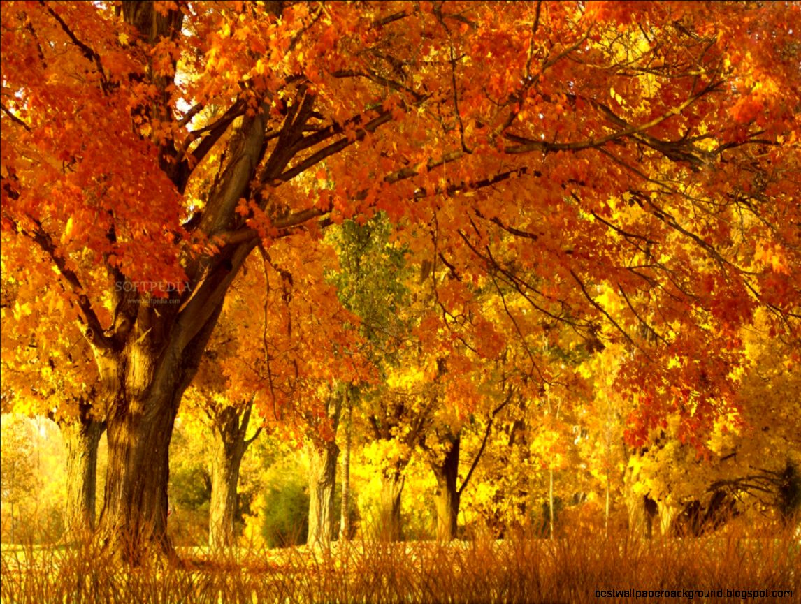 Fall Season Animated Wallpaper 2015 New HD Wallpaper 2016 Fall Season Animated Wallpaper 2015 New HD Wallpaper 2016