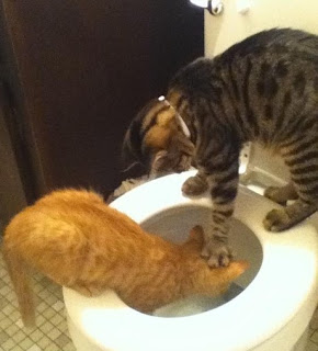 cat+dunking+another+cat%27s+head+in+the+toilet+dr+heckle+funny+animal+pictures.jpg