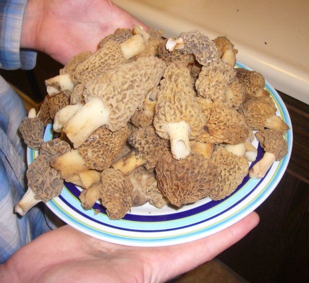 The Great Iowa Outdoors Morel Hunting