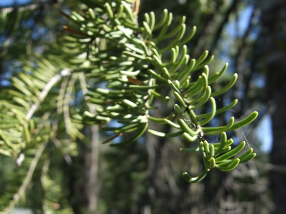 white fir needles