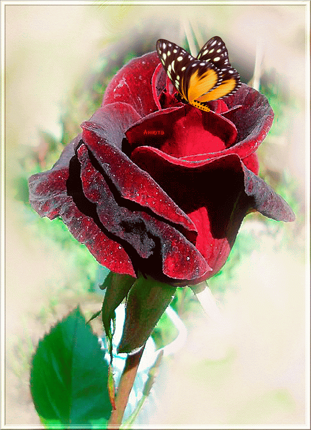 Image result for rosas animadas