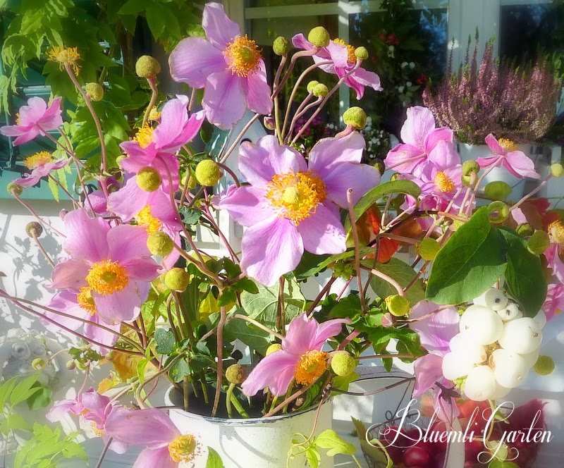 ♥♥ Bluemli-Garten ♥♥: Weisse Engelstrompete und bunter Herbstzauber