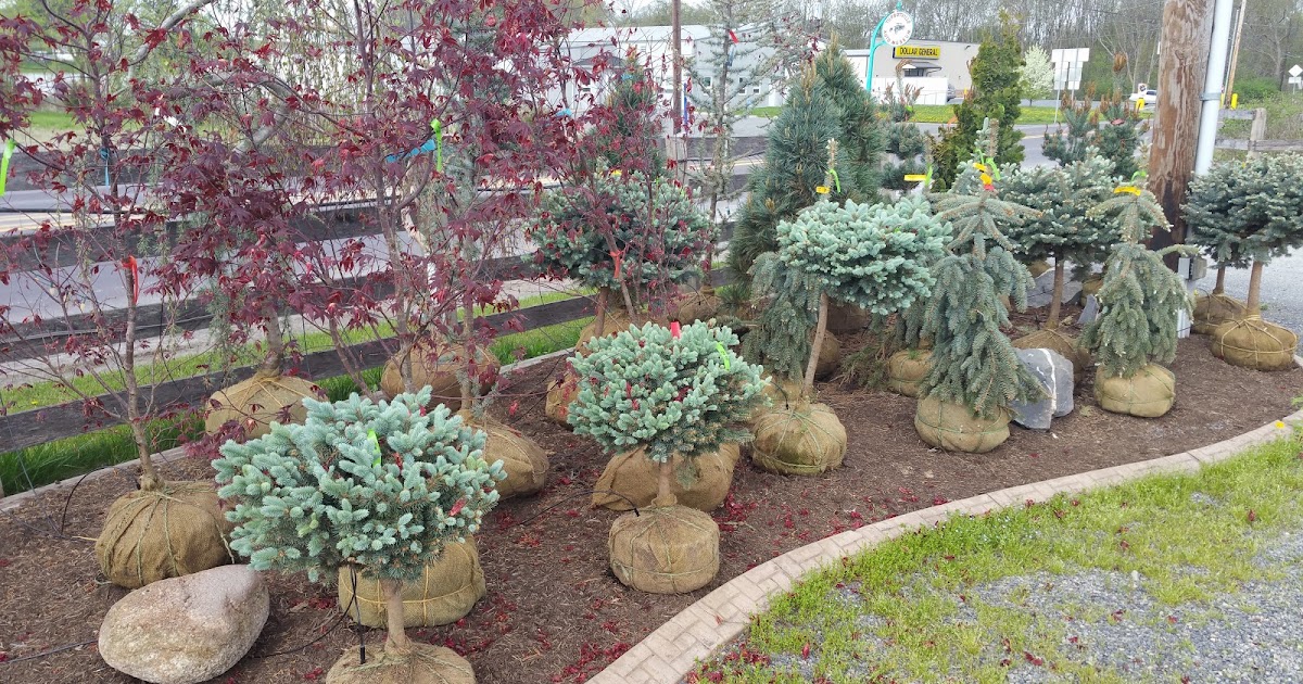 TURBOTVILLE LANDSCAPE AND SUPPLY Shrubs and Plants