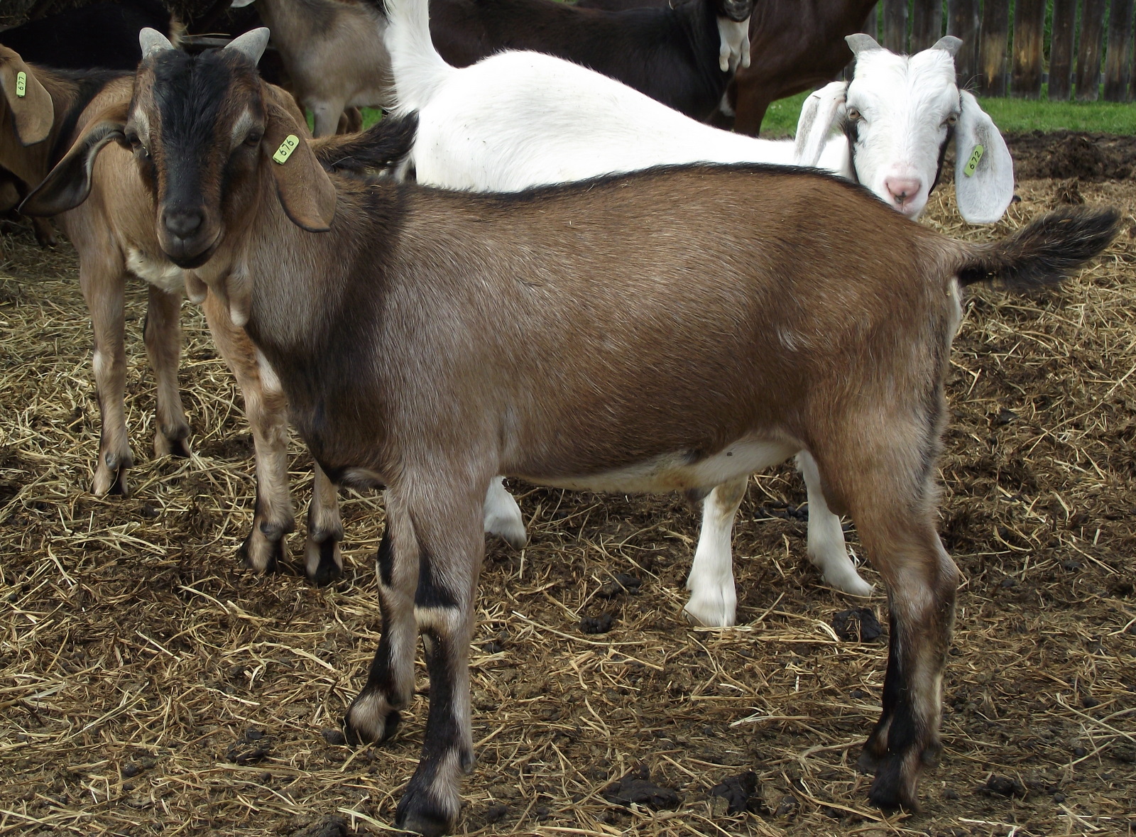 Flat Lake Goats Goats For Sale (Northern Alberta)