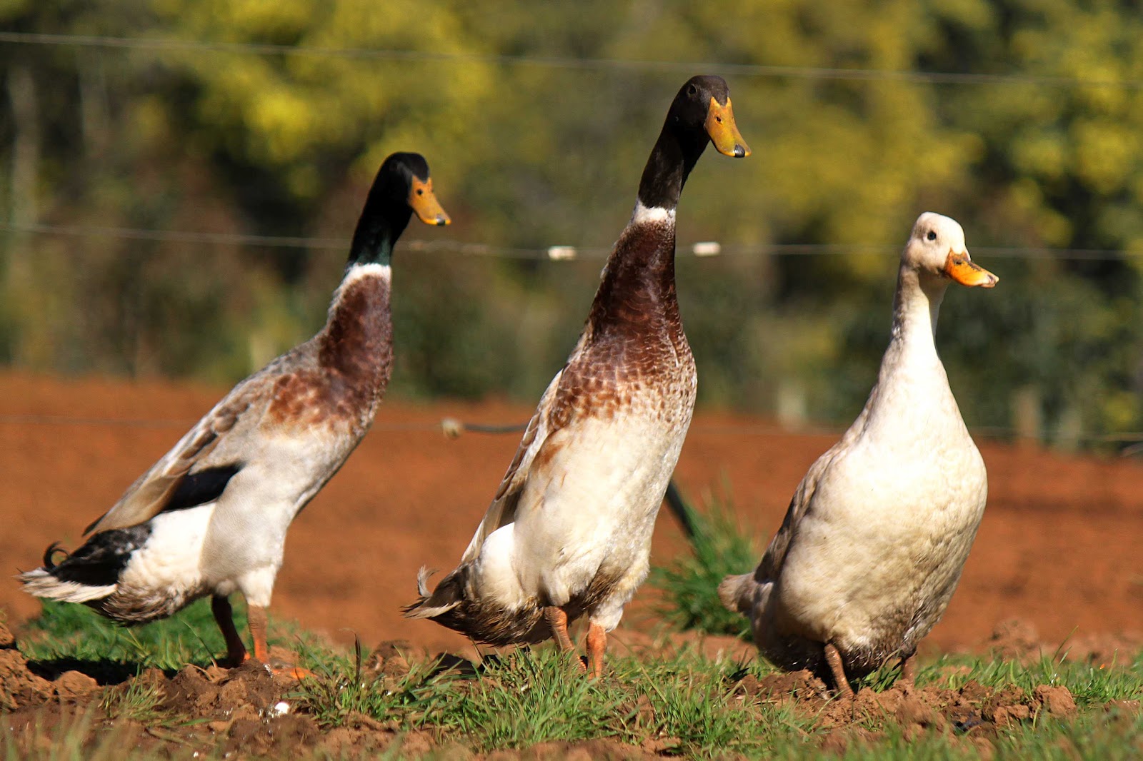 farm ducks