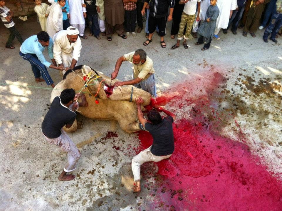 Camel+Qurbani+Karachi Free Download HD Wallpapers: Bakra Eid Camel Qurbani Free Wallpapers