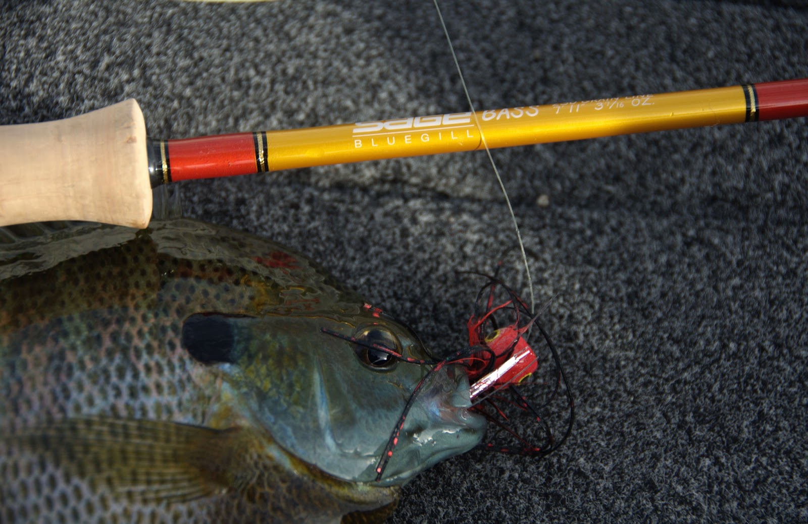 Bluegill on Poppers Fly Fish Food Fly Tying and Fly Fishing