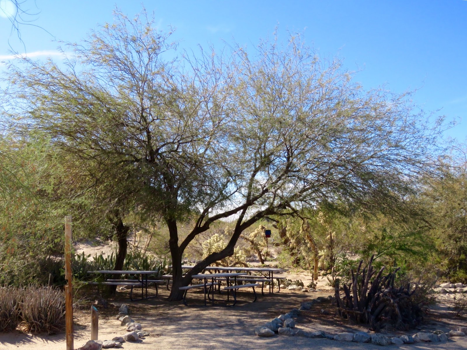 Winds of Destiny RVLife Yuma Conservation Garden, 12/27/2015